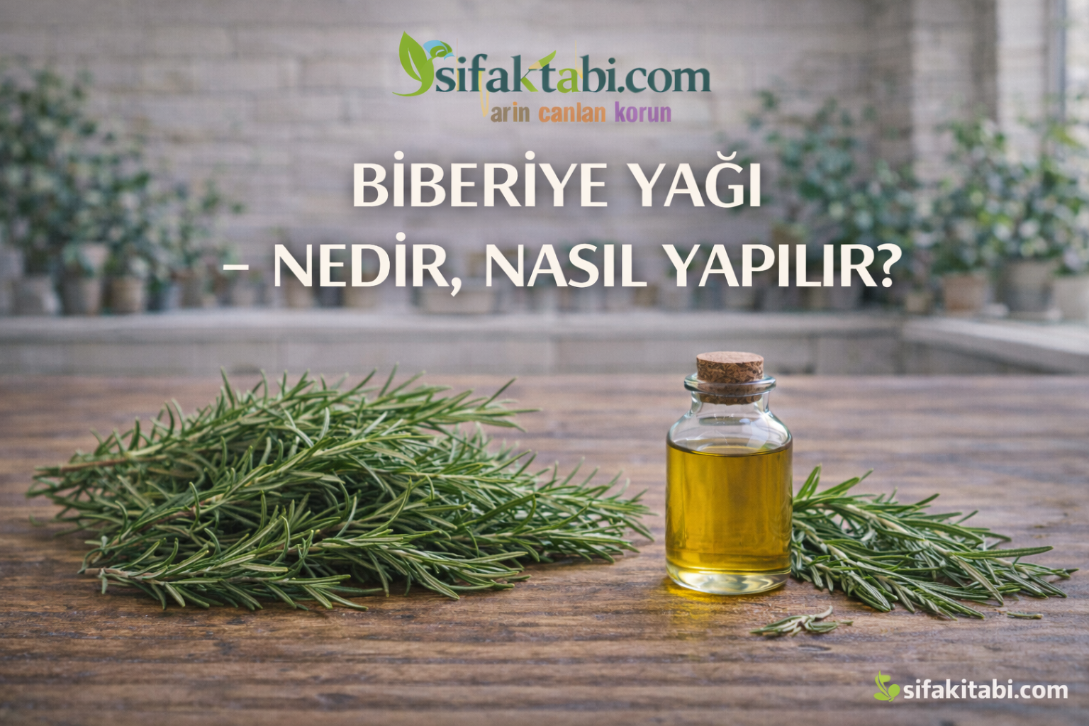 Biberiye Yağı Nedir, Ne İşe Yarar ve Biberiye Yağı Nasıl Yapılır?